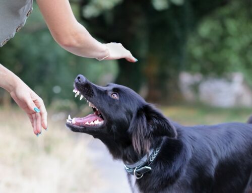 Dog Bites in British Columbia: Legal Implications, Rights and Responsibilities